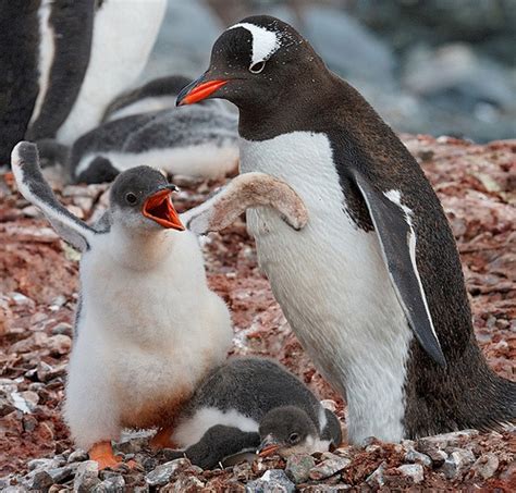 Three Penguins Are Standing On The Ground With Their Beaks Open And One