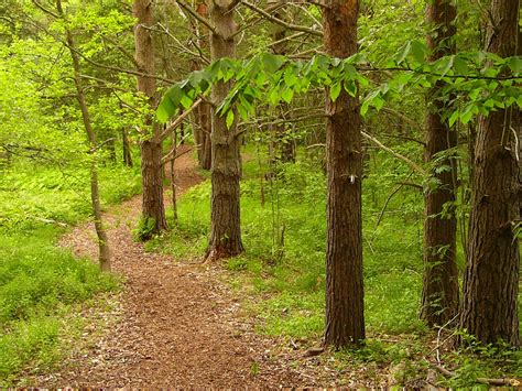 Wooded path Free Photo Download | FreeImages