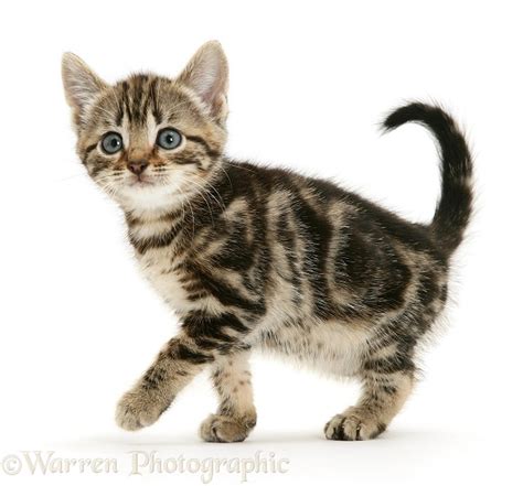 Brown Tabby Kitten Photo Wp45276