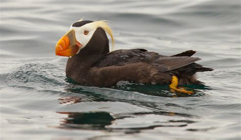 Alaskas Important Bird Areas Audubon Alaska