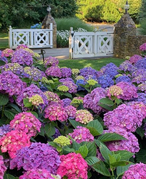 Purple And Green Flowers In The Middle Of A Garden With White Benches