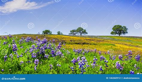 Wildflowers Que Florecen En El Suelo Rocoso De La Reserva Ecol Gica De