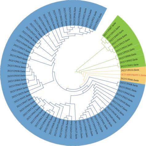 Phylogenetic Tree Of 73 Clinical V Parahaemolyticus Strains By Wgs Snp Download Scientific