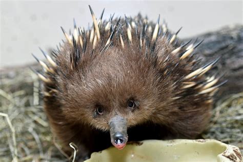 Echidna Eggs Hatching