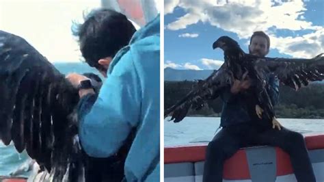 Man Rescues Drowning Baby Bald Eagle In Wild Video