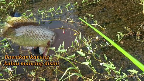 Bawakan Karung Kalau Mancing Disini Sebelum Menyesal Youtube