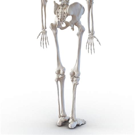 Human Male Skeleton D Model Ds Fbx Obj Max Ma C D Blend