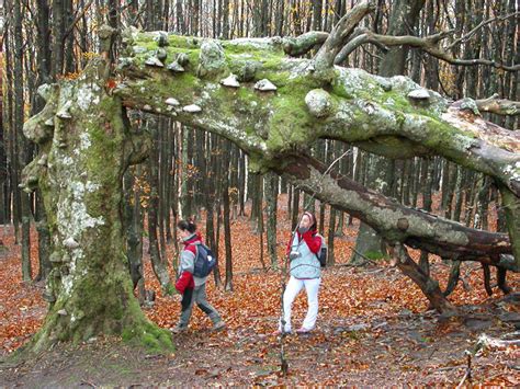 Parco Nazionale Delle Foreste Casentinesi Monte Falterona Campigna