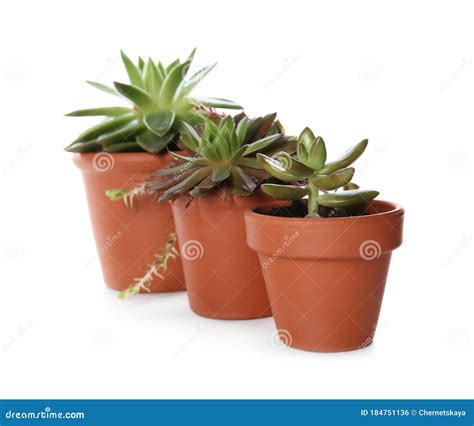 Beautiful Potted Echeverias Isolated Succulent Plants Stock Photo