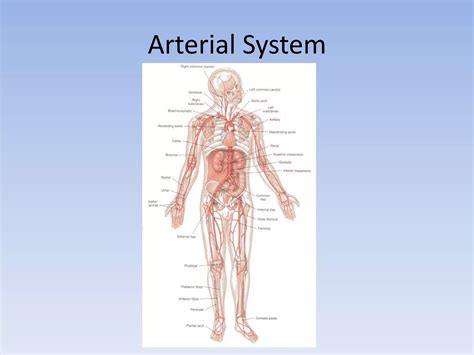 Anatomy of the Cardiovascular system | PPT