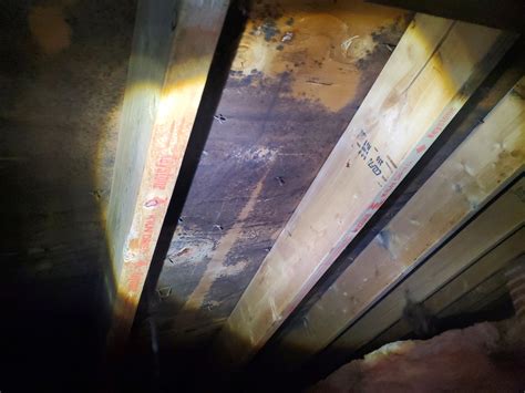 Check your Attic! The Importance of Monitoring Humidity & Mold