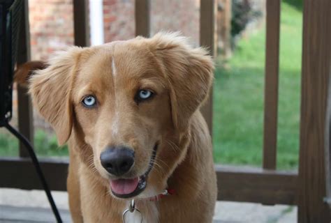 Husky Golden Retriever Mix