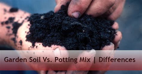 Garden Soil Vs Potting Mix Mesa Arizona - A&P Nursery