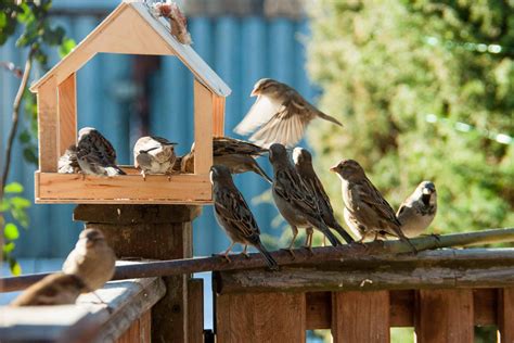 ᐅ Ofertas de Comederos para pajaros en jaula Que no te ESTAFEN