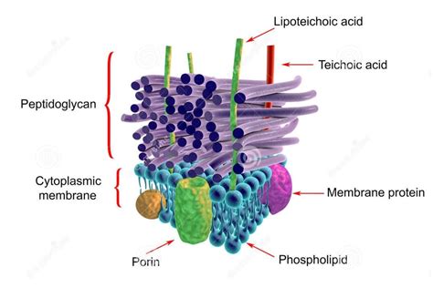 Cell Envelope In Eukaryotes Archives » TAJASSUS