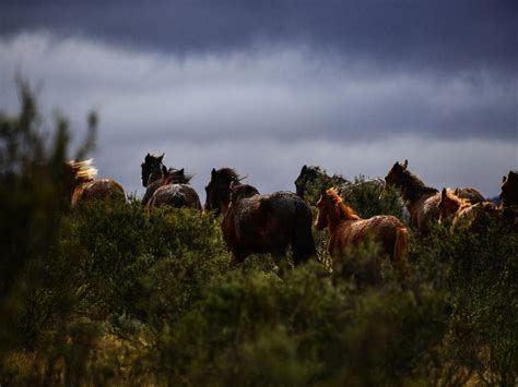 Wild brumbies in the Snowy Mountains | news.com.au — Australia’s ...