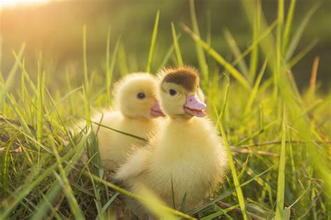 Internet Laughs as Woman Has Her Park Picnic Invaded by 'Cute' Ducklings - Newsweek