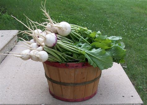 Turnip Harvest – Journey Home