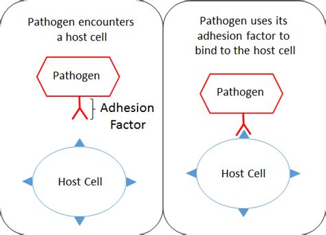 What Is Virulence Study