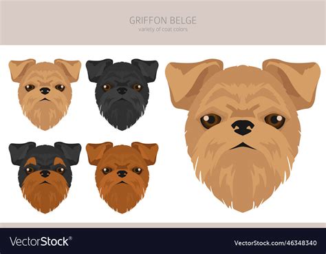 Griffon Belge Clipart Different Poses Coat Colors Vector Image