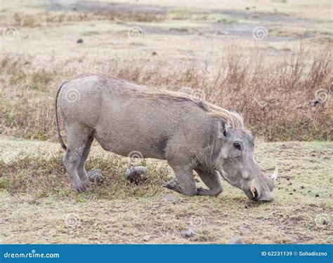 Facocero In Ngorongoro Tanzania Immagine Stock Immagine Di Zona