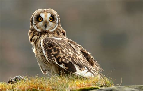 Grass Owl Bird Hd Wallpaper Best Wallpapers Hd Gallery