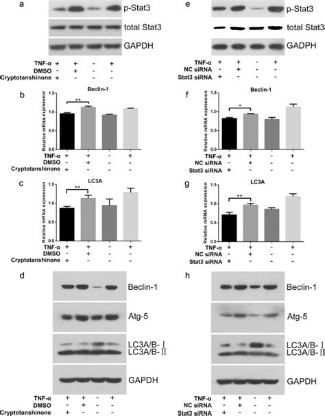 Role Of Stat3 Signaling Pathway In Tnf α Induced Autophagy Ad Cells