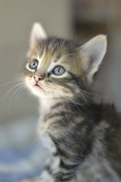 Cute Little Kitten - Cats Photo (36360540) - Fanpop