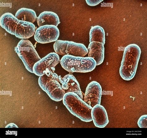 Listeria Bacteria Coloured Scanning Electron Micrograph Sem Of