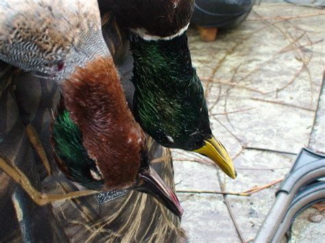 Guided Duck Hunts Trophy Guided Duck And Goose Hunts Pennsylvania Geese At Your Feet