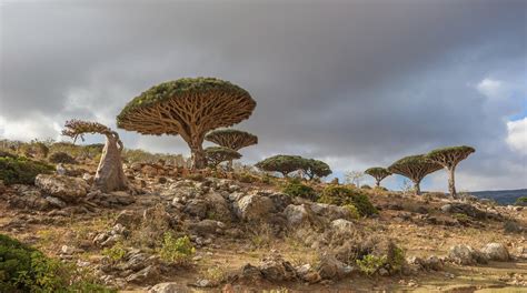 Socotra Wallpapers - Wallpaper Cave