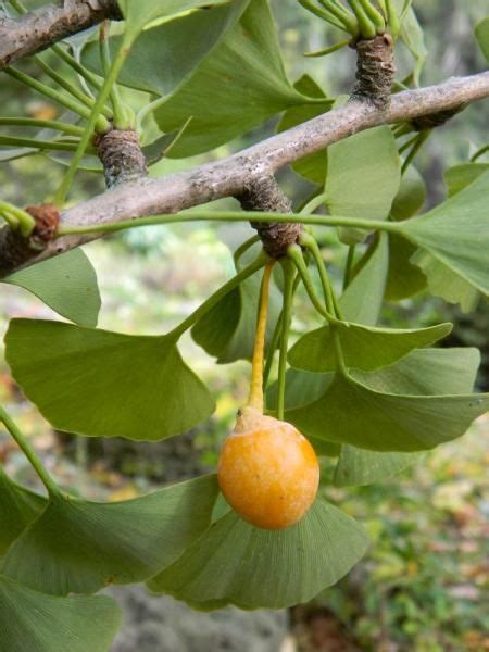 Ginkgo Biloba Female Plants Map Plants Street Trees