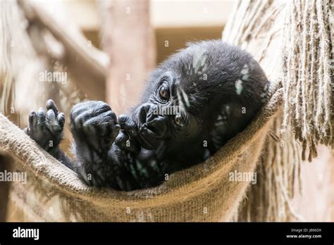 Black baby gorilla monkey lying in net Stock Photo - Alamy