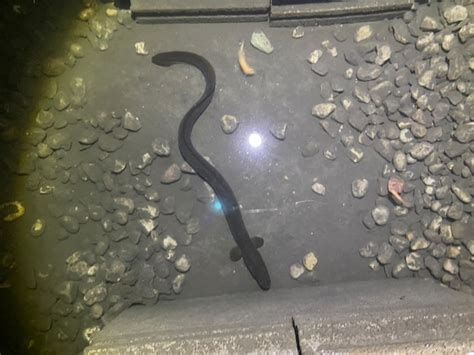 Tiktoks Eel Pit Guy Nick Tobler Answered Our Eel Questions