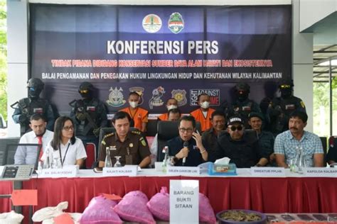 Sita Kg Sisik Trenggiling Gakkum Bongkar Sindikat Kalbar Kalsel