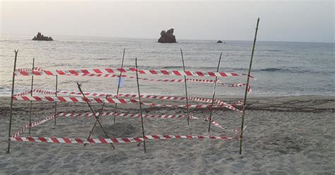 La Tartaruga Depone Le Uova Nella Spiaggia Di Cea IL VIDEO