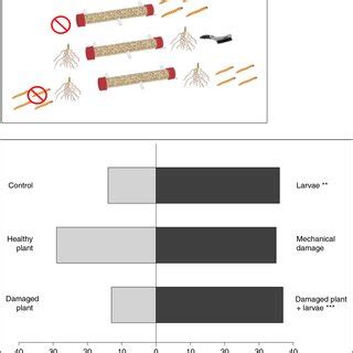 Olfactometer set-up: the larvae entered from the center of the... | Download Scientific Diagram