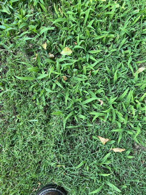 What Kind Of Grass Or Weed Is This Growing In My Bermuda And How Do O Get Rid Of It Rlawncare