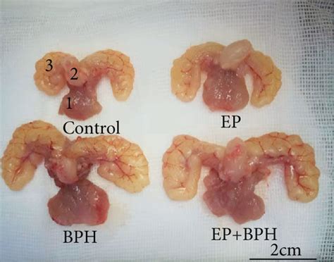 Typical Photographs And Histological Examination Of Rat Prostate