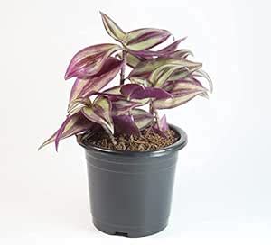 India Gardening Tradescantia Zebrina Pendula Inch Plant With Plastic