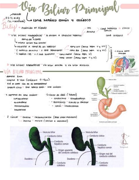 Ves Cula Biliar Studyland Udocz