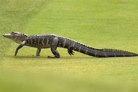 You Wont Believe How Fast Alligators Can Run Noodls