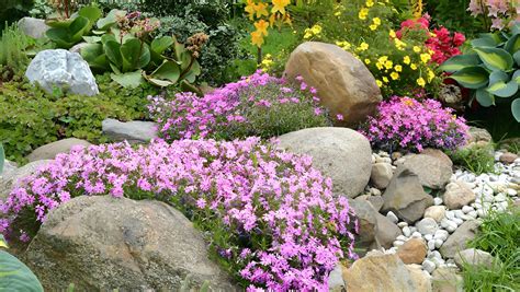 Plantes méditerranéennes sans arrosage 5 idées pour votre nouveau