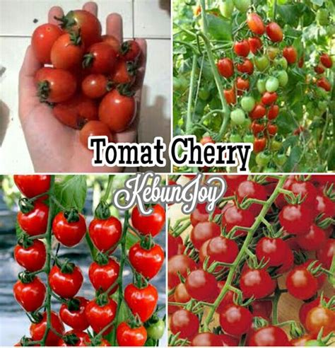 Jual Tomat Cherry Di Lapak Kebun Joy Bukalapak