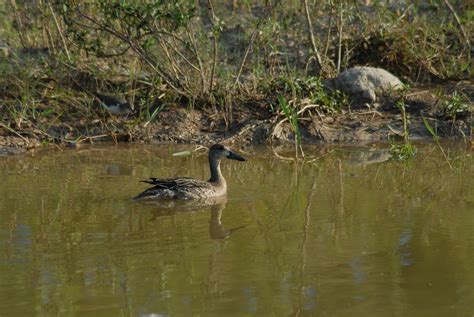 Ducks Bird Free Photo On Pixabay Pixabay