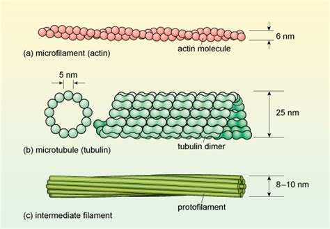 A Tour Of The Cell View As Single Page