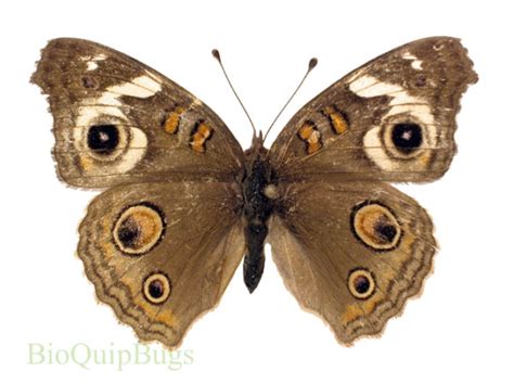 Junonia coenia - BioQuipBugs