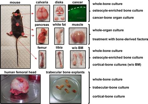 Ex Vivo Organ Cultures With Mouse And Human Tissues Ex Vivo Organ