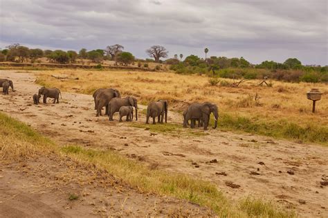 Best Tanzania safari packages for Tanzania holidays and trip tours in 2023 and 2024 - Parks ...