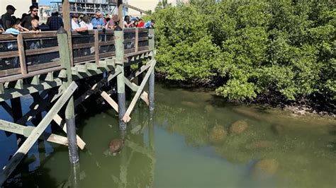 Manatee Viewing Center sets huge new record for most manatees spotted ...